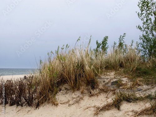 baltic sea,beach and plants of sand-drift