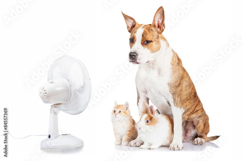 Funny dog with flying ears up, kitten and rabbit sitting opposite the electric fan photo