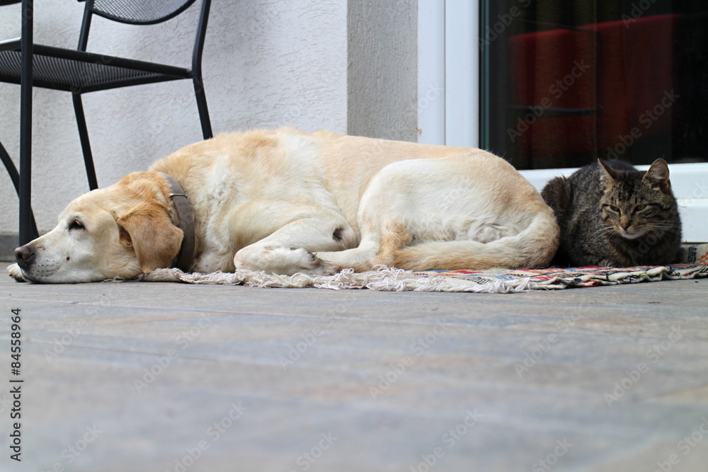Cat and labrador retriever having a rest Cat and labrador retriever having a rest