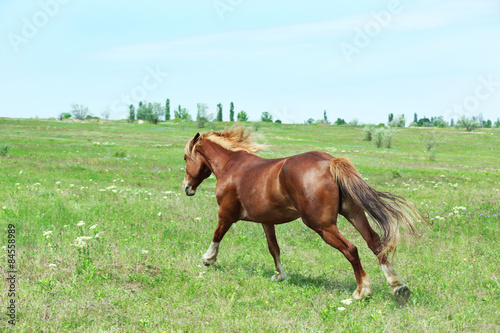 Beautiful brown horse grazing on meadow © Africa Studio