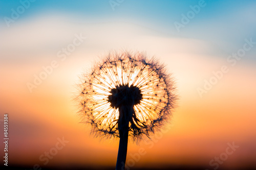 Dandelion flower with sunset