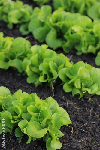 Organic salad farming