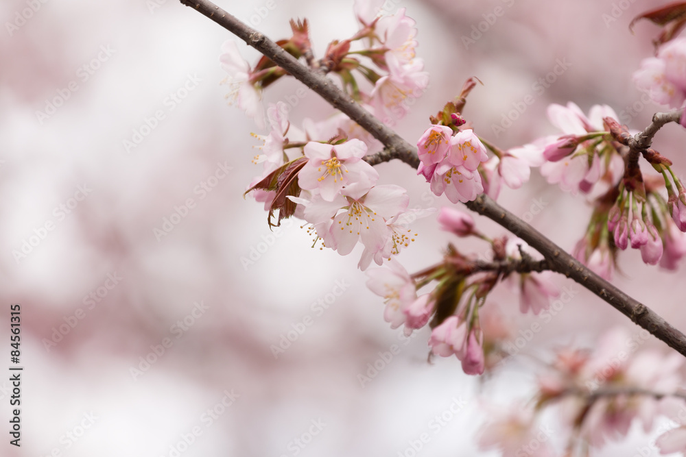 Branch of the blossoming Oriental cherry sakura with pink flowers
