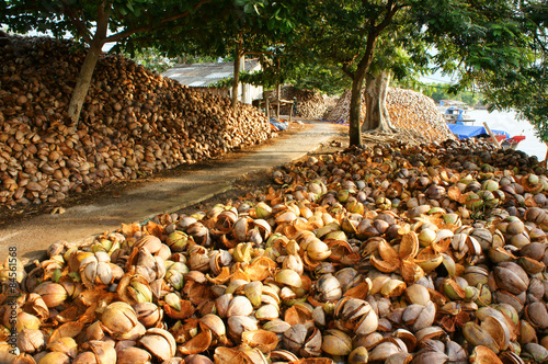 landscape, coconut, travel,  Mekong Delta