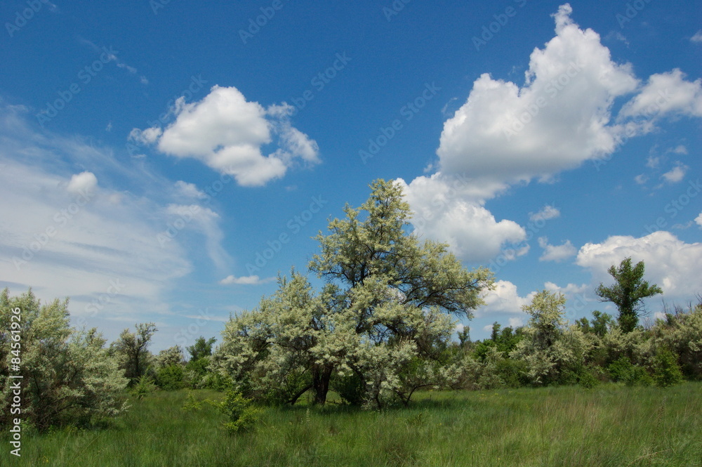 Ukrainian spring meadows.