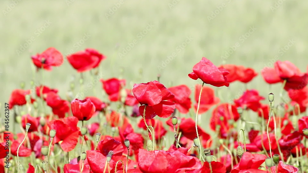 poppies flower on field nature poppies flower on field nature