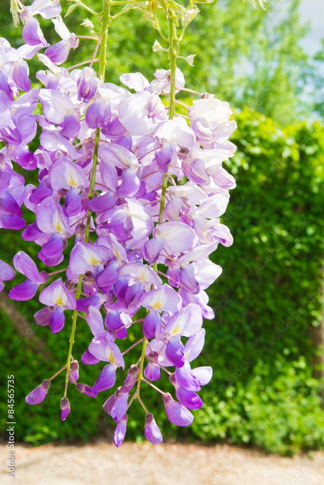 Fototapeta premium Foto di un fiore di glicine