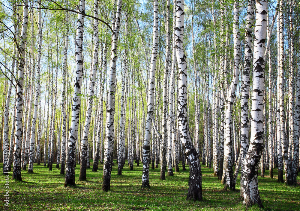 Fototapeta premium Evening spring forest with first greens