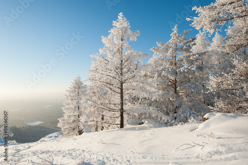 Trees under snow (Abzakovo, Urals, Russia)