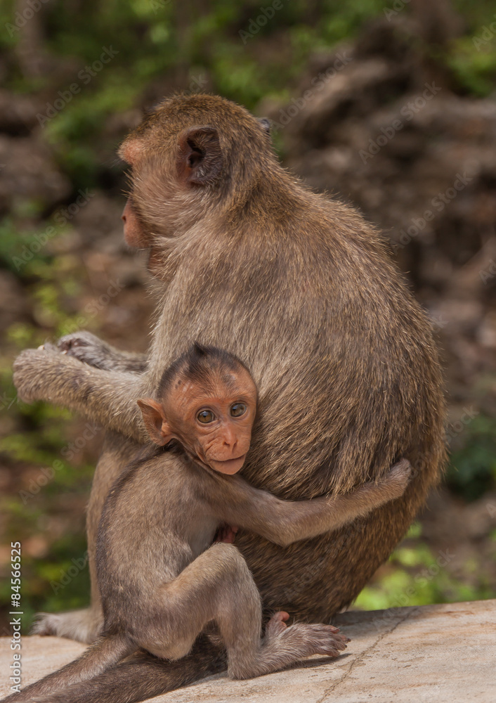Fototapeta premium Little baby monkeys hugging her mother.