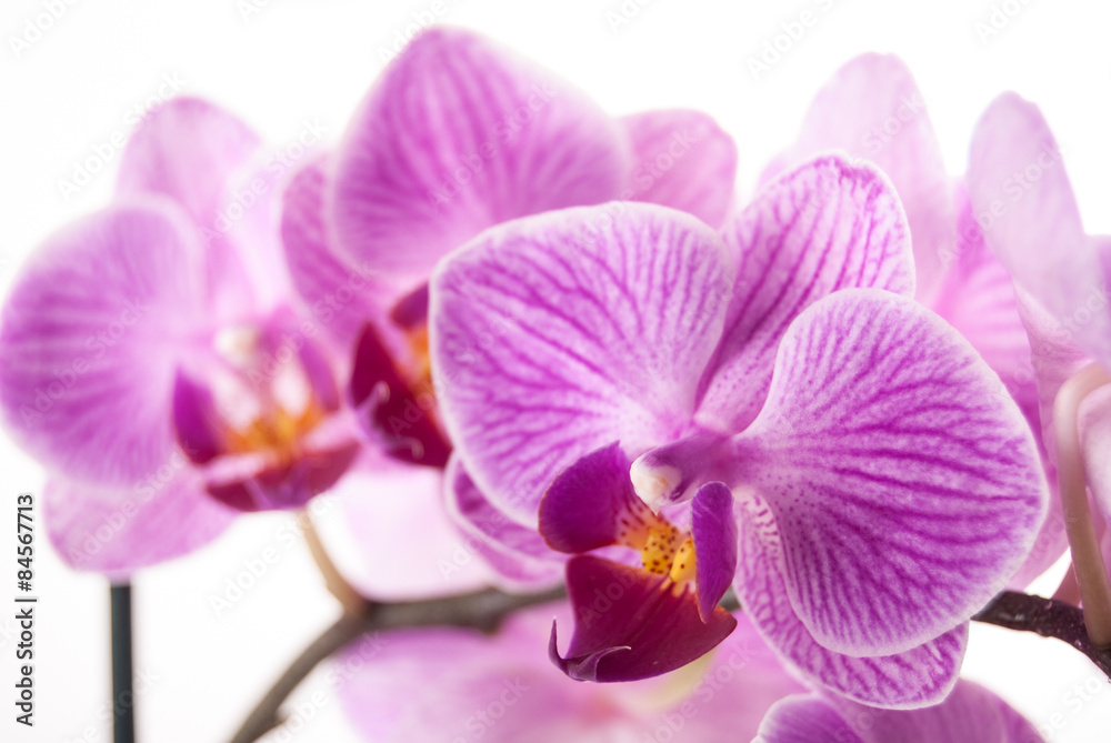 Fototapeta premium orchid flower, Phalaenopsis