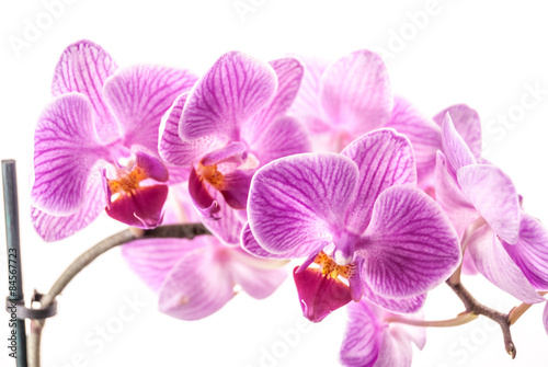 Fototapeta Naklejka Na Ścianę i Meble -  orchid flower, Phalaenopsis