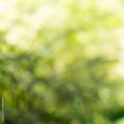 Green and yellow bush blurred background