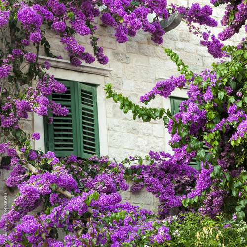 Traditional Mediterranean house window covered with bougainvillea