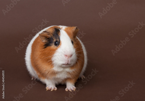 guinea-pig on the brown background
