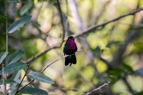 hummingbird having a break on a branch photo