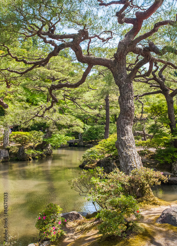 Beautiful Japanese green garden in summer season