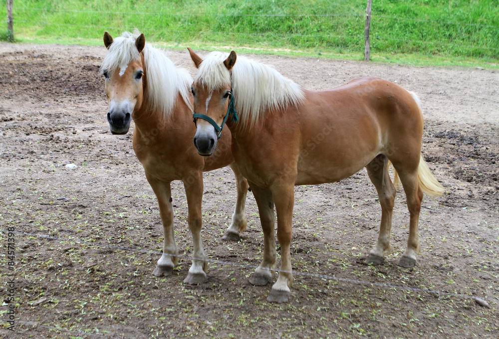 Fototapeta premium Coppia di cavalli