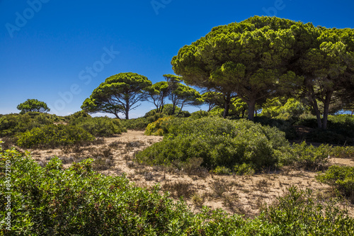 Pinienbäume zieren Sanddüne an der Atlantikküste Spaniens
