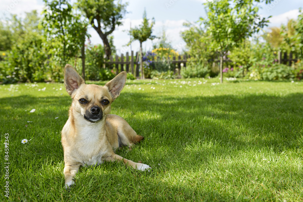 Chihuahua - Entspannung auf der Wiese im Schatten Chihuahua - Entspannung auf der Wiese im Schatten