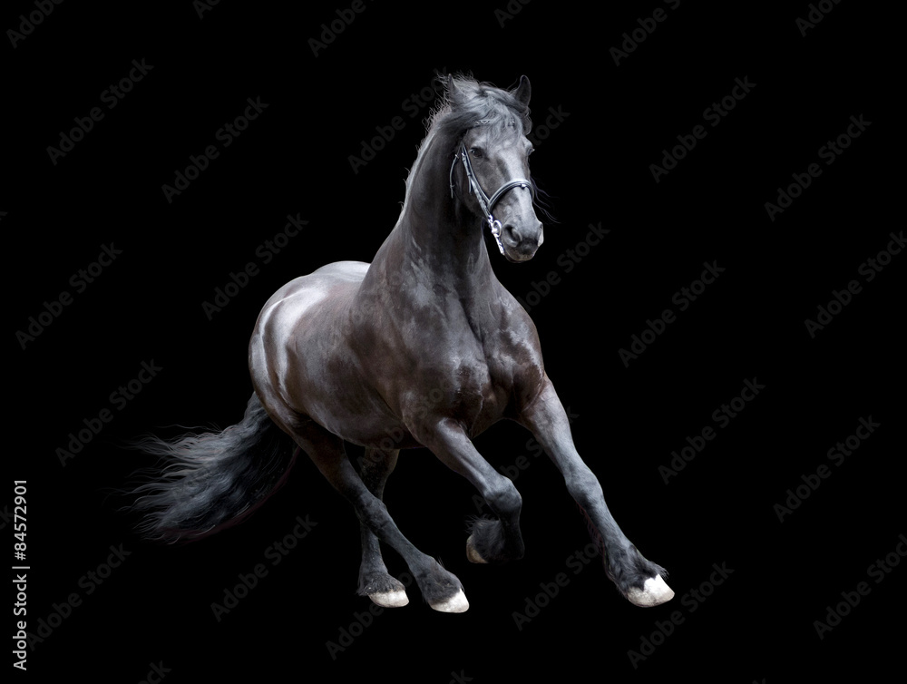firesian horse running isolated on black background