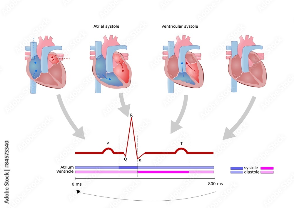 ciclo di contrazione cardiaca