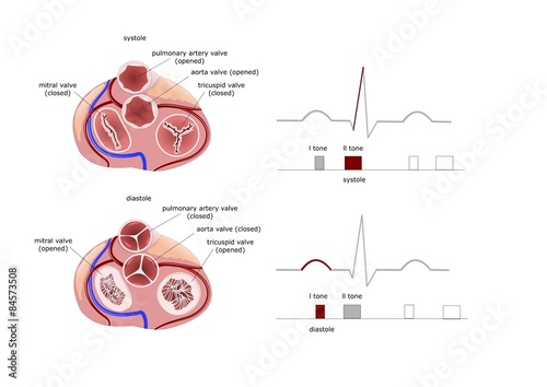 cuore in pianta, visione delle valvole cardiache photo