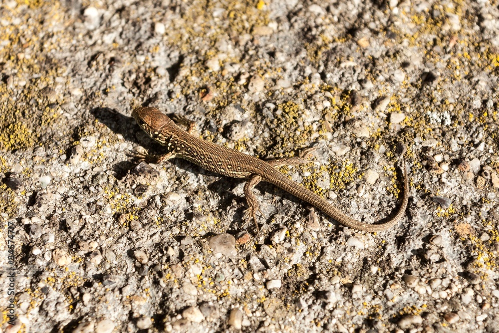 lizard lizard