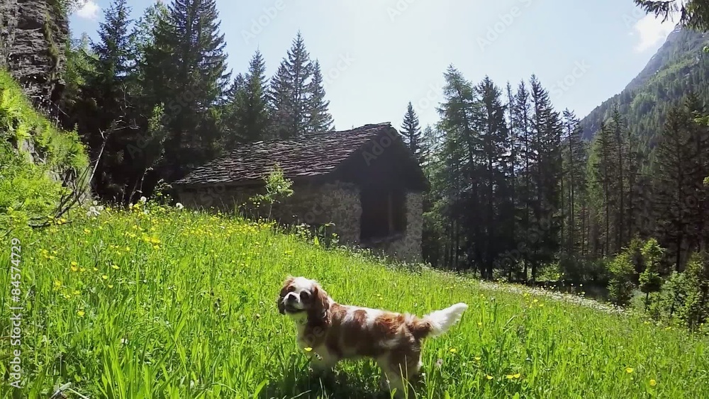 Cavalier King Charles Spaniel in prato fiorito