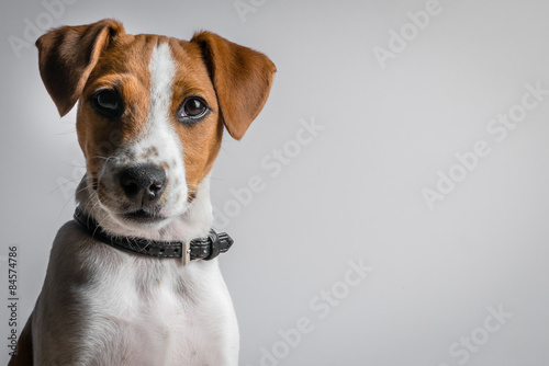 Obraz na plátně jack russell terrier puppy