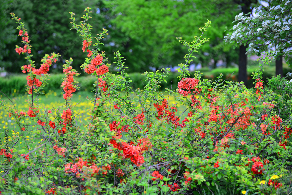 chaenomeles blooming with red flowers in spring park chaenomeles blooming with red flowers in spring park