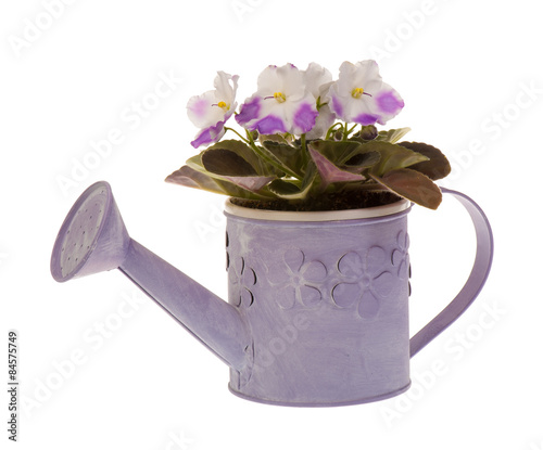 Violet flower in the pot isolated.