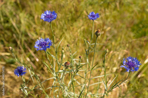 Cornflowers in the field