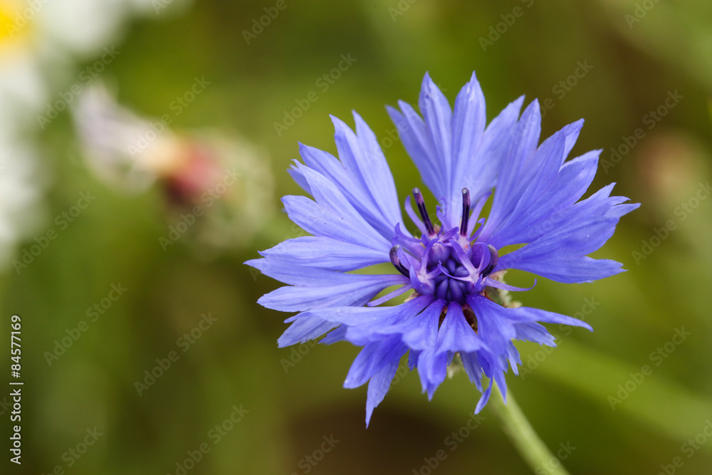 Kornblume Kornblume