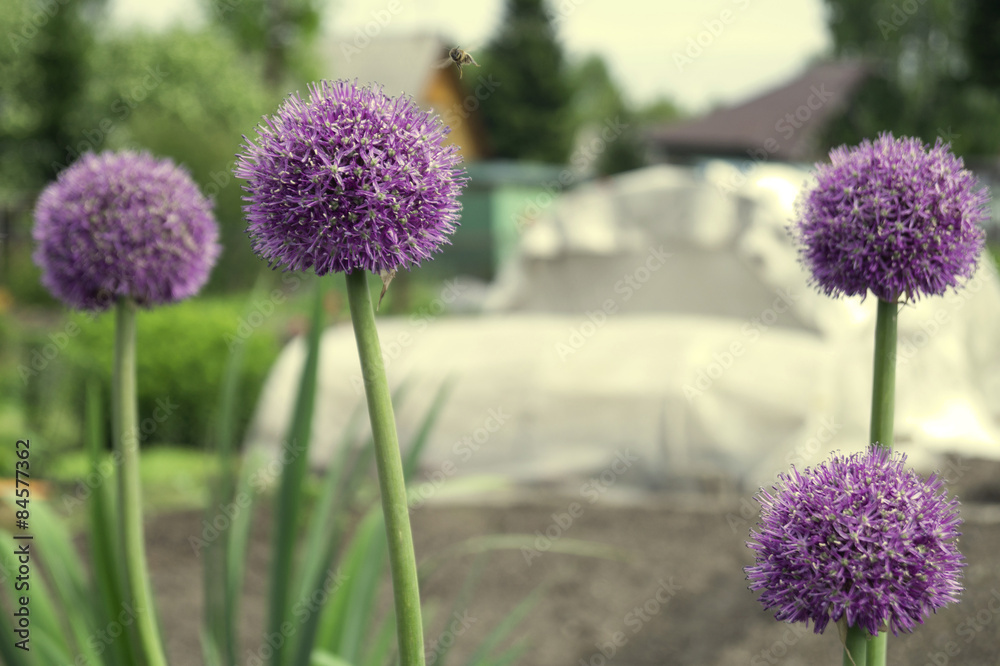 Fototapeta premium Bee and a decorative onions.