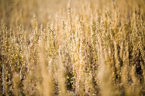 Field, Grass, Sky.