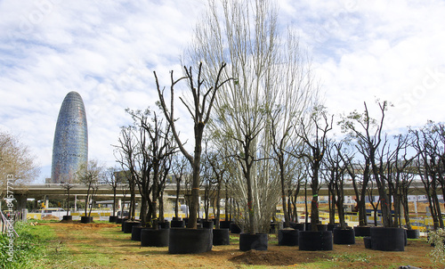 Árboles en espera de ser trasplantados en Les Glories, Barcelona photo