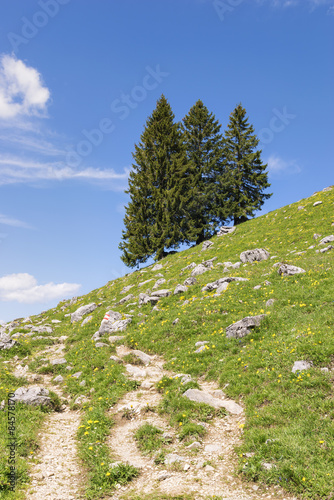 Trees Bavaria Alps photo