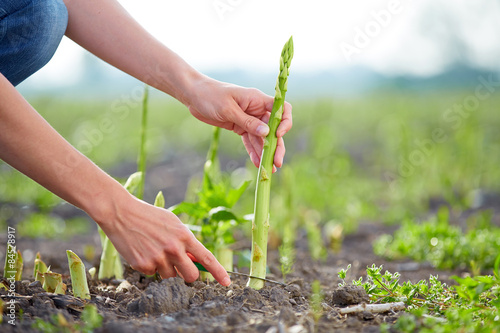 Harvesting of green asparagus