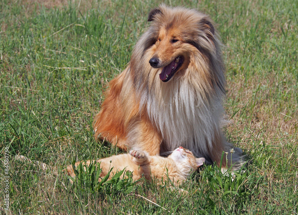 Red rough collie and cat on a natural background Red rough collie and cat on a natural background