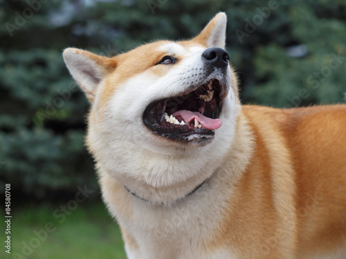 Portrait of dog of breed akita-inu on a natural green background 
