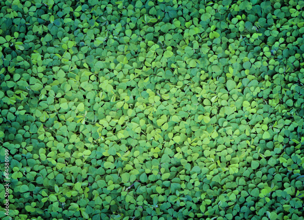 green leaf use as background green leaf use as background