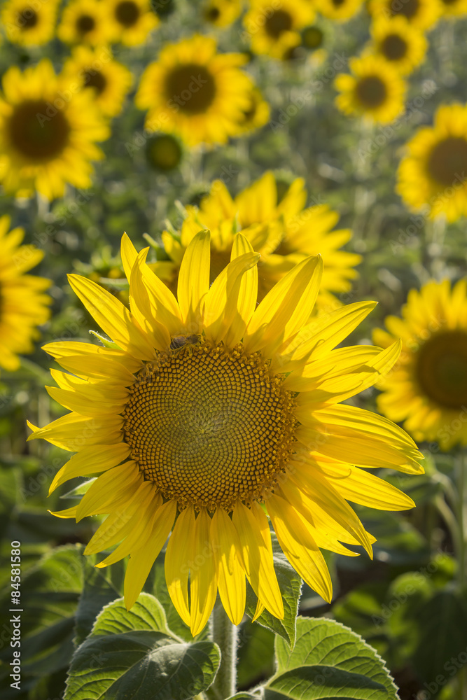 Sunflower, Species, Helianthus annuus, crop landscape, Andalusia