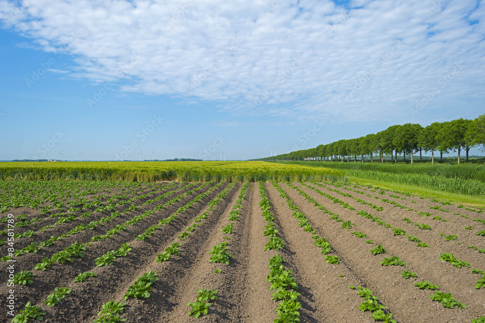 Vegetables growing on a sunny field in spring