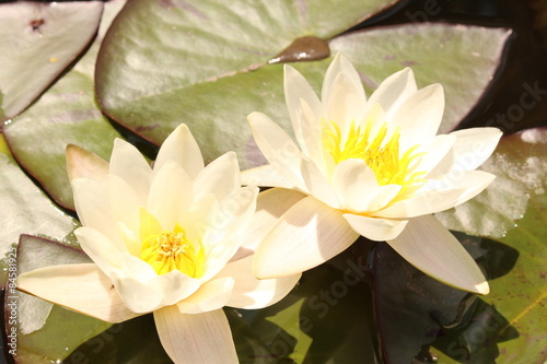 Dwarf White Waterlily  Nymphaea Candida  in Innsbruck