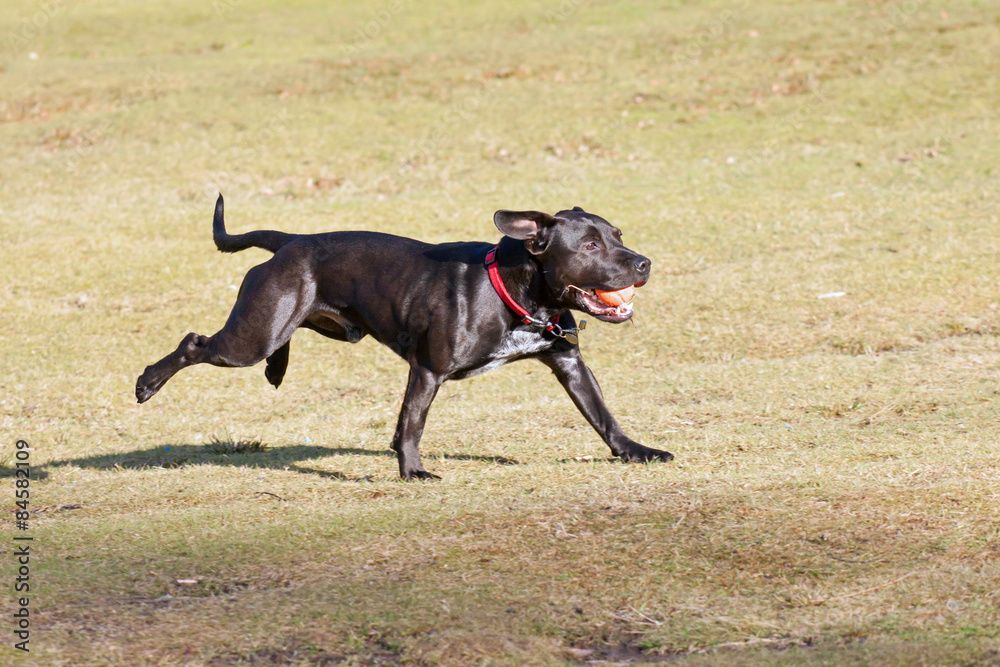 Happy black dog playing with a ball in the park