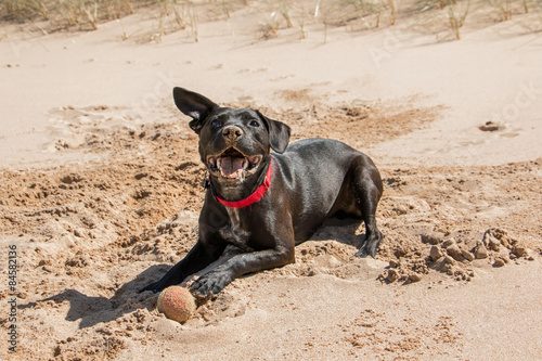 Happy black dog playing with a ball on the beach