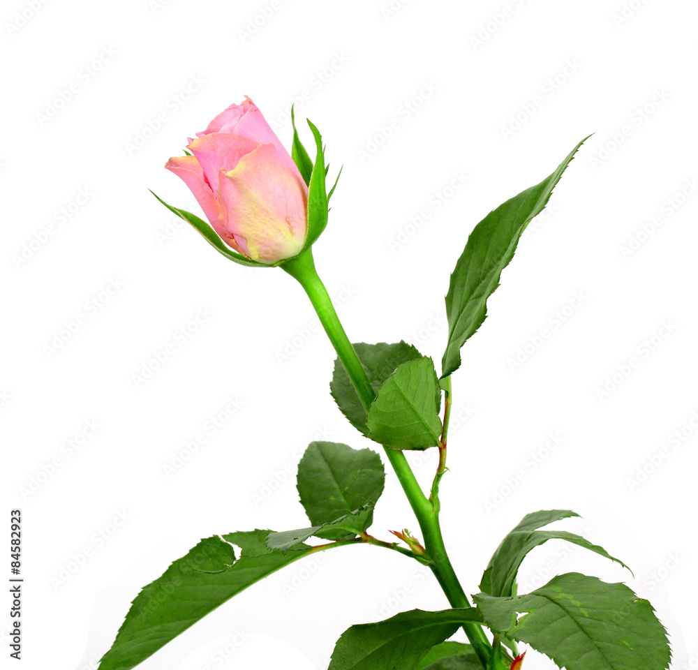 Obraz premium beautiful single pink rose on a white background..