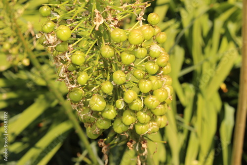 Foxtail Lily buds (Eremurus Robustus) in Innsbruck photo