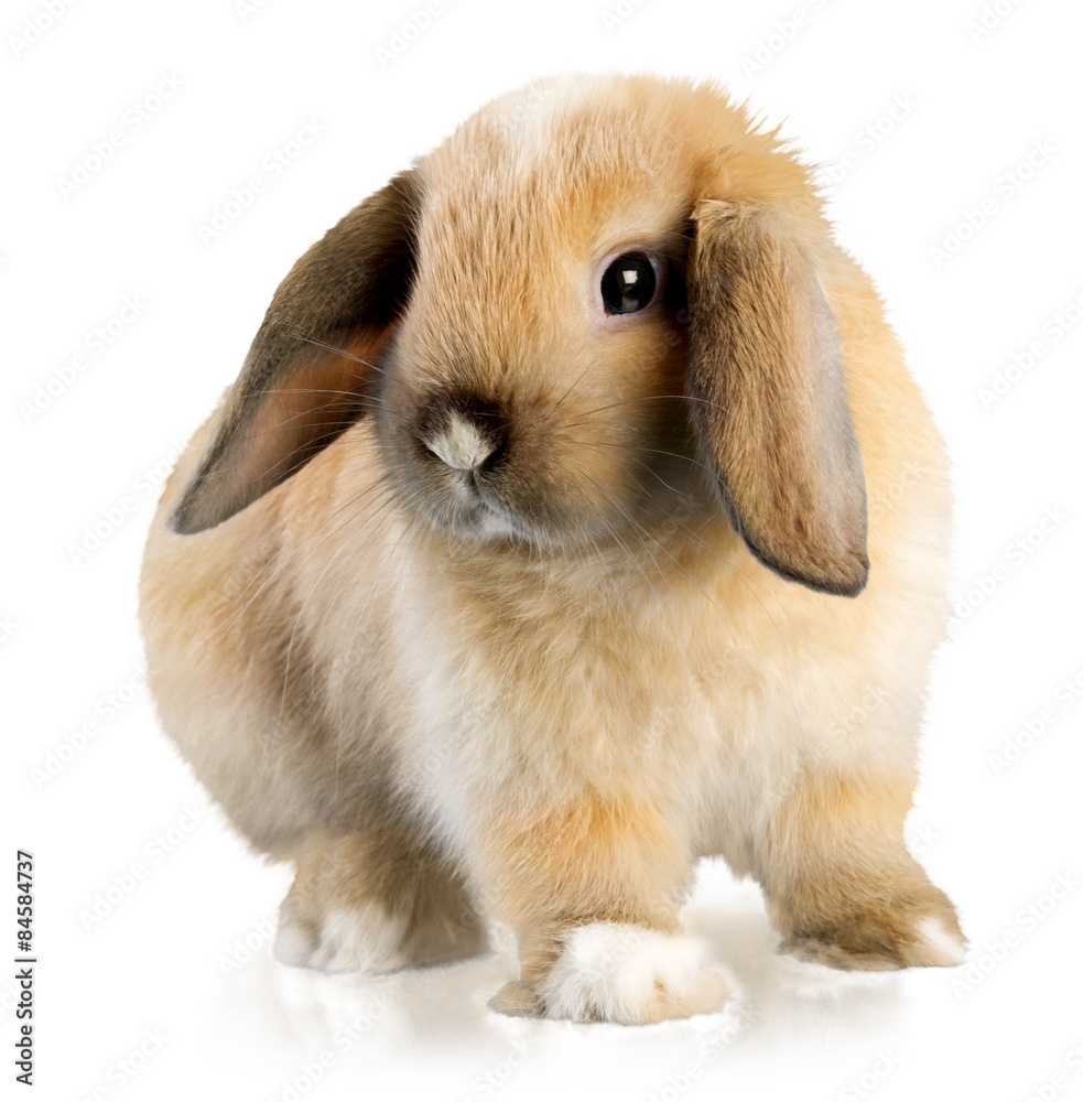 Rabbit, Animal, Pets. Rabbit, Animal, Pets.